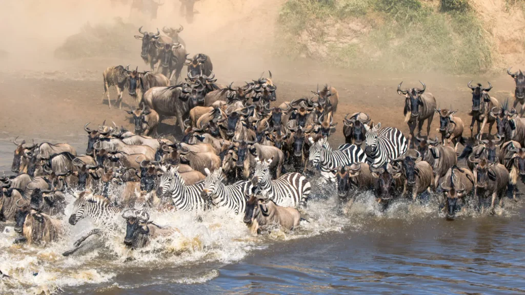 Semi-luxury migration safari - zebra and wildebeest herds in the Serengeti