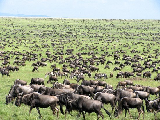 Luxury Great Migration safari - wildebeest herds in the Serengeti